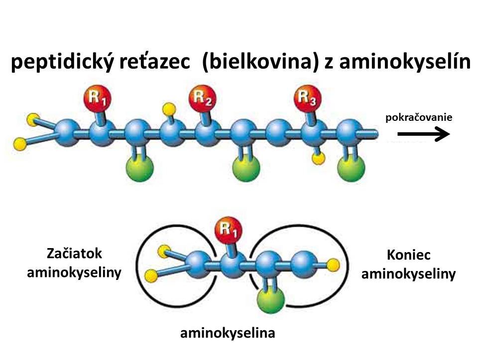 aminokyselina v bielkovine 1
